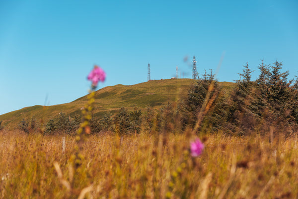 Oak | The Pour - Knockhill Distillery News