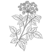 Same day local delivery